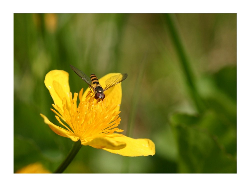 Jaune & vert ...vert & jaune