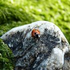 J'aurais aimé être une coccinelle..