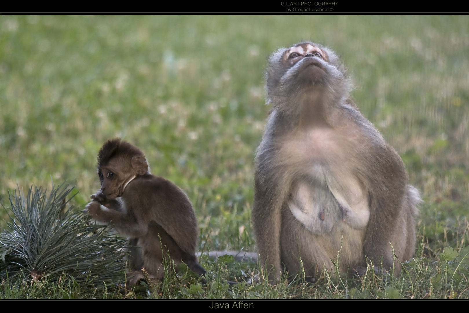 Java Affen (Macaca fascicularis)