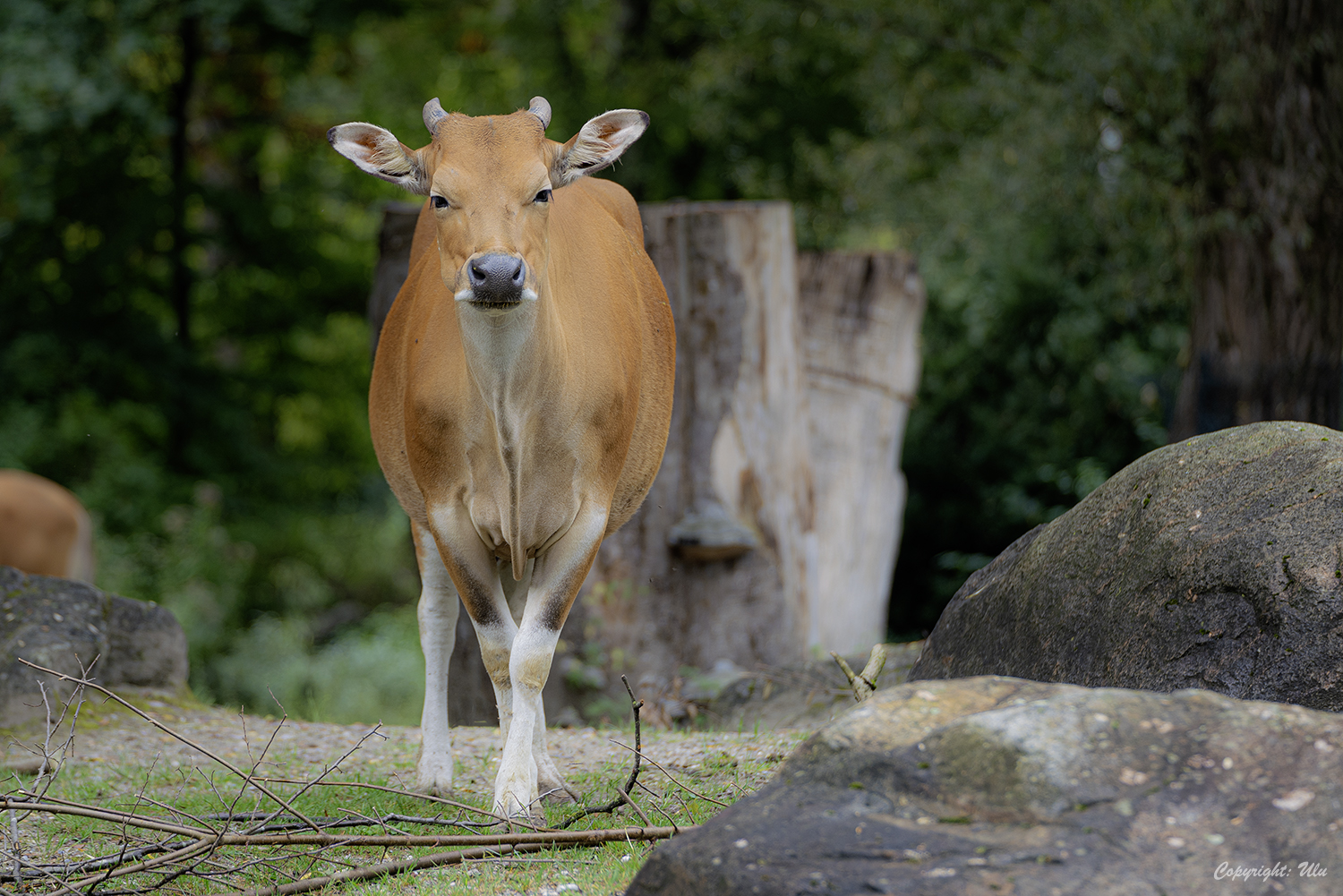 JAVA-BANTENG