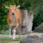 JAVA-BANTENG