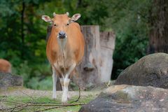 JAVA-BANTENG