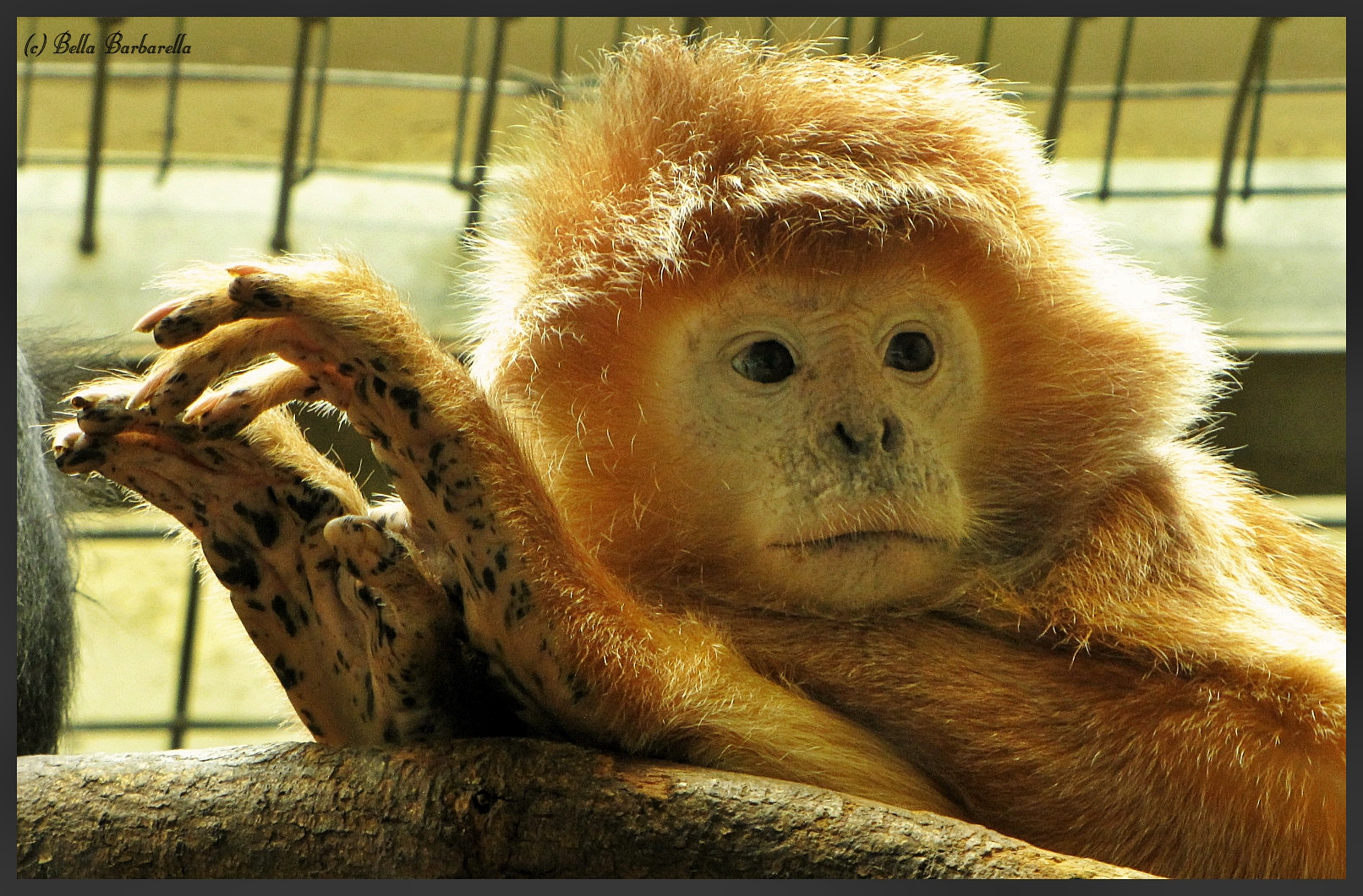 Java Langur