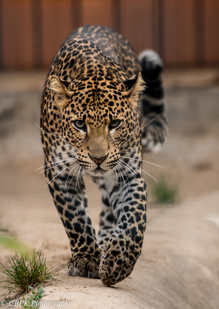 Java-Leopard