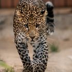 Java-Leopard