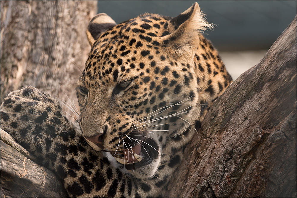 Java-Leopard.....