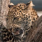 Java-Leopard.....