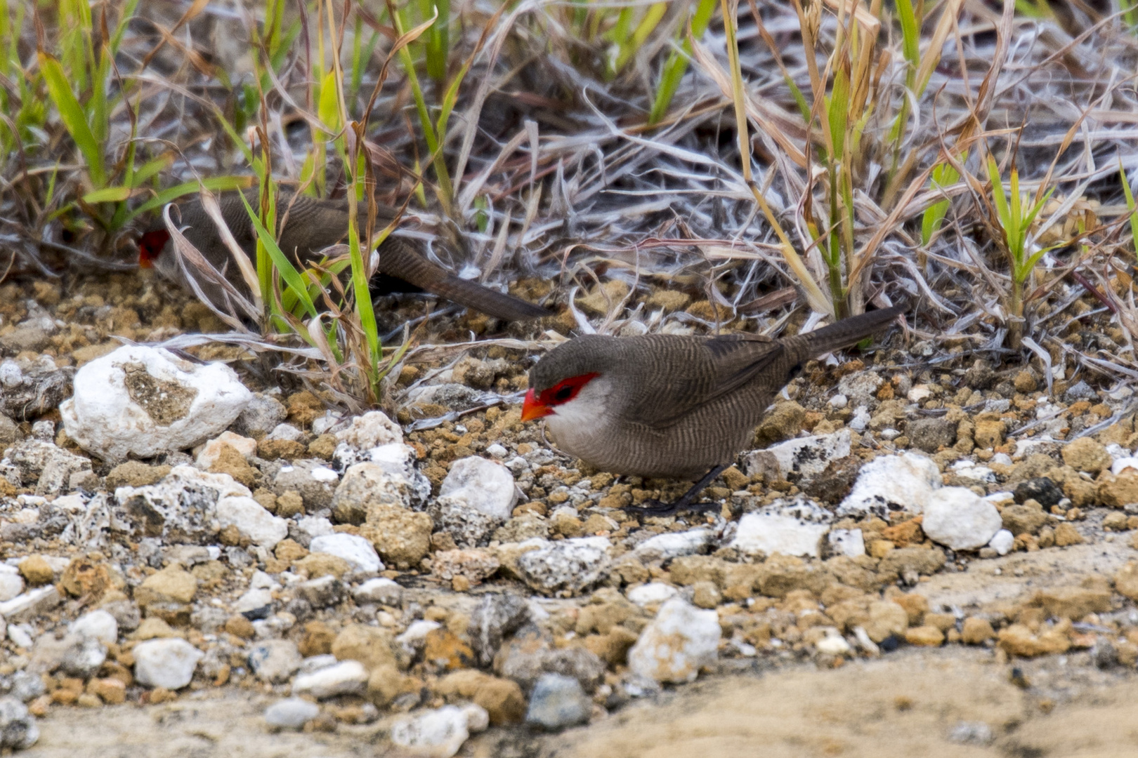 Java-Sparrow