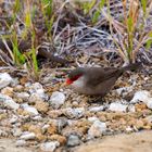 Java-Sparrow