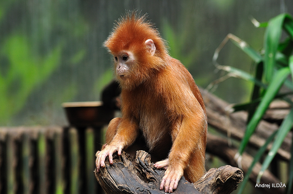 Javan Langur