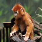 Javan Langur