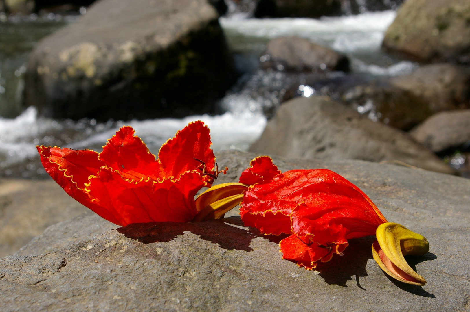 Javandalas - Red Flower