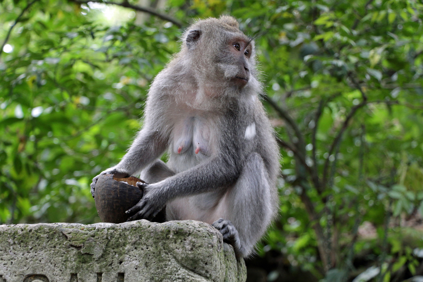 Javaneraffe im Affenwald von Bali