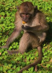 Javaneraffe (Macaca fascicularis)