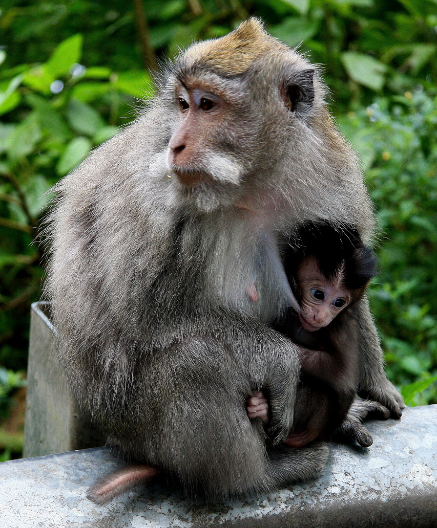 Javaneraffenmutter (Macaca fascicularis)