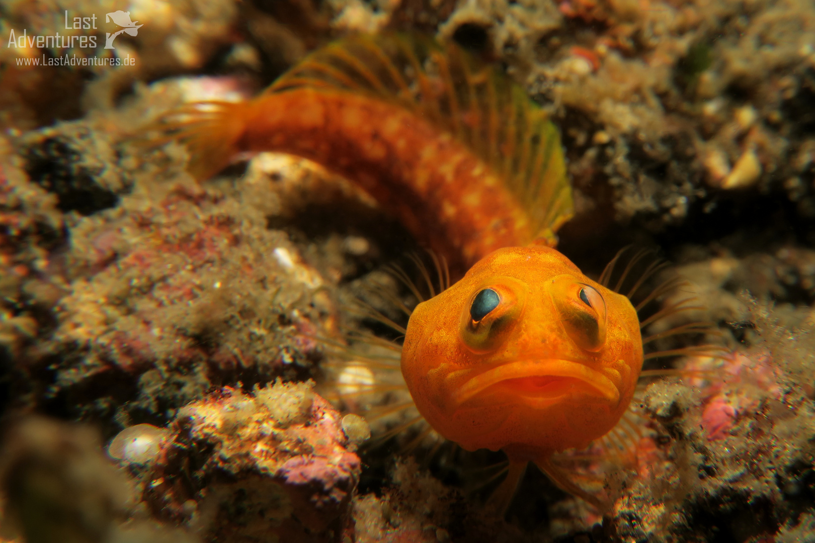 jawfish