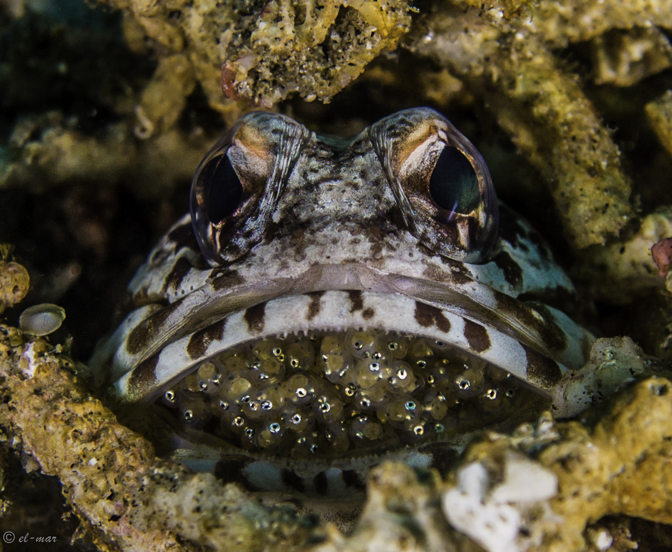 Jawfish incubating its eggs...Negros; Philippines (Kieferfische)