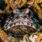 Jawfish incubating its eggs...Negros; Philippines (Kieferfische)
