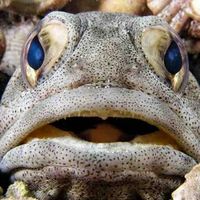 jawfish68