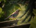 Jay collecting food by Fons van Swaal