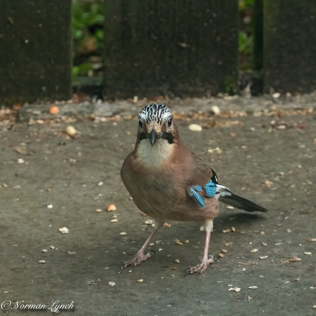 Jay (garrulus glandarius)