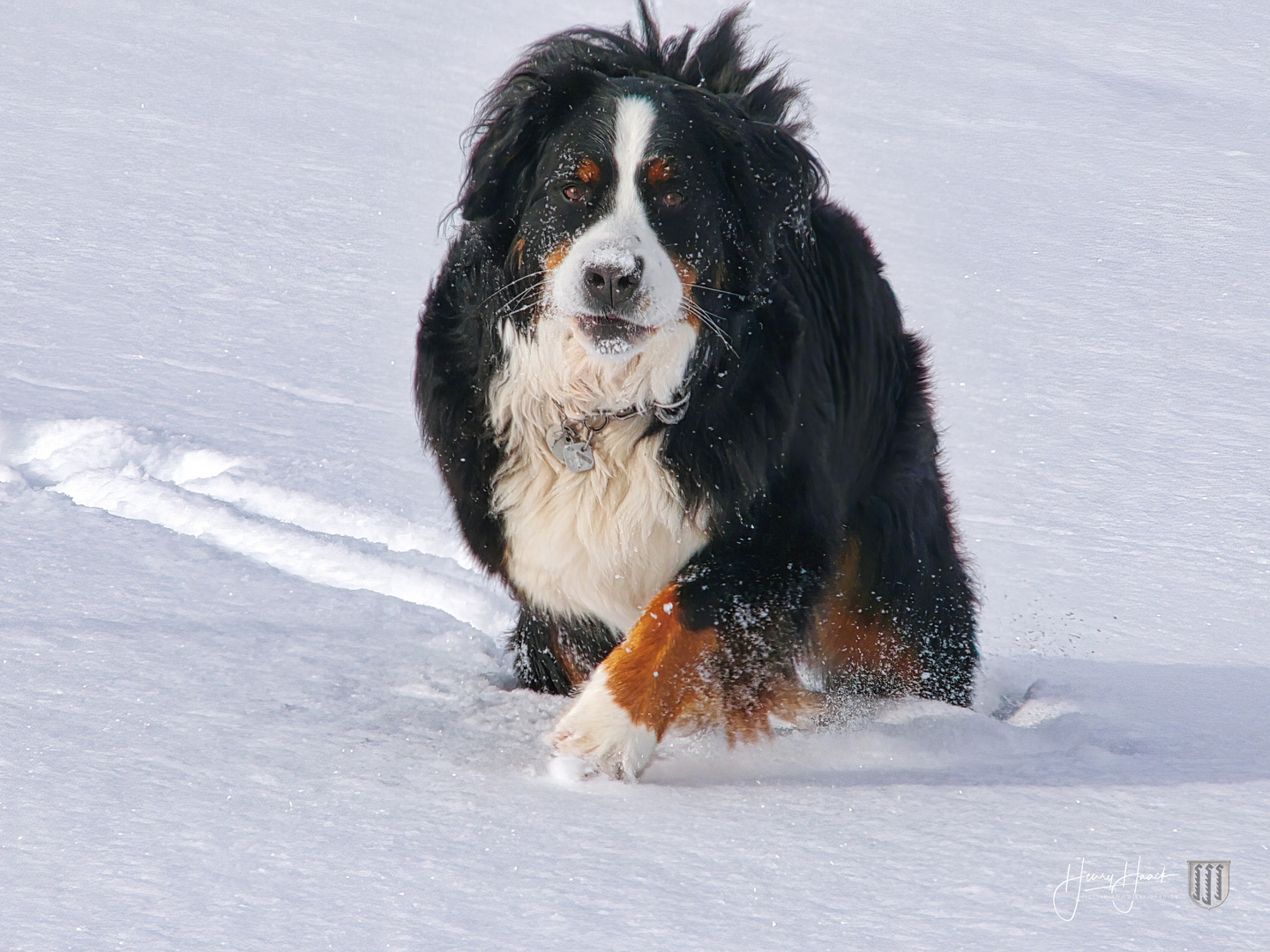 Jayla im Schnee