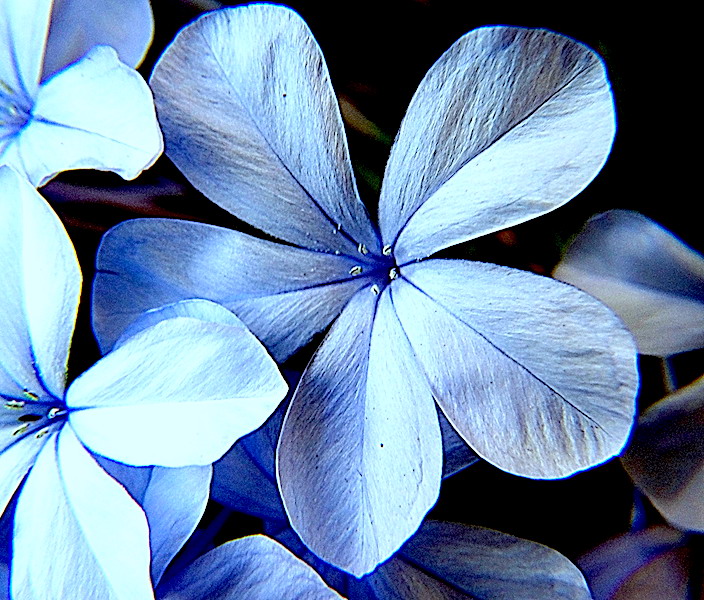 Jazmín Azul para un final de Verano.