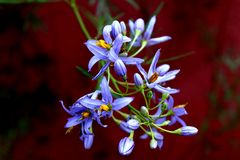 Jazmín de Córdoba (Solanum)