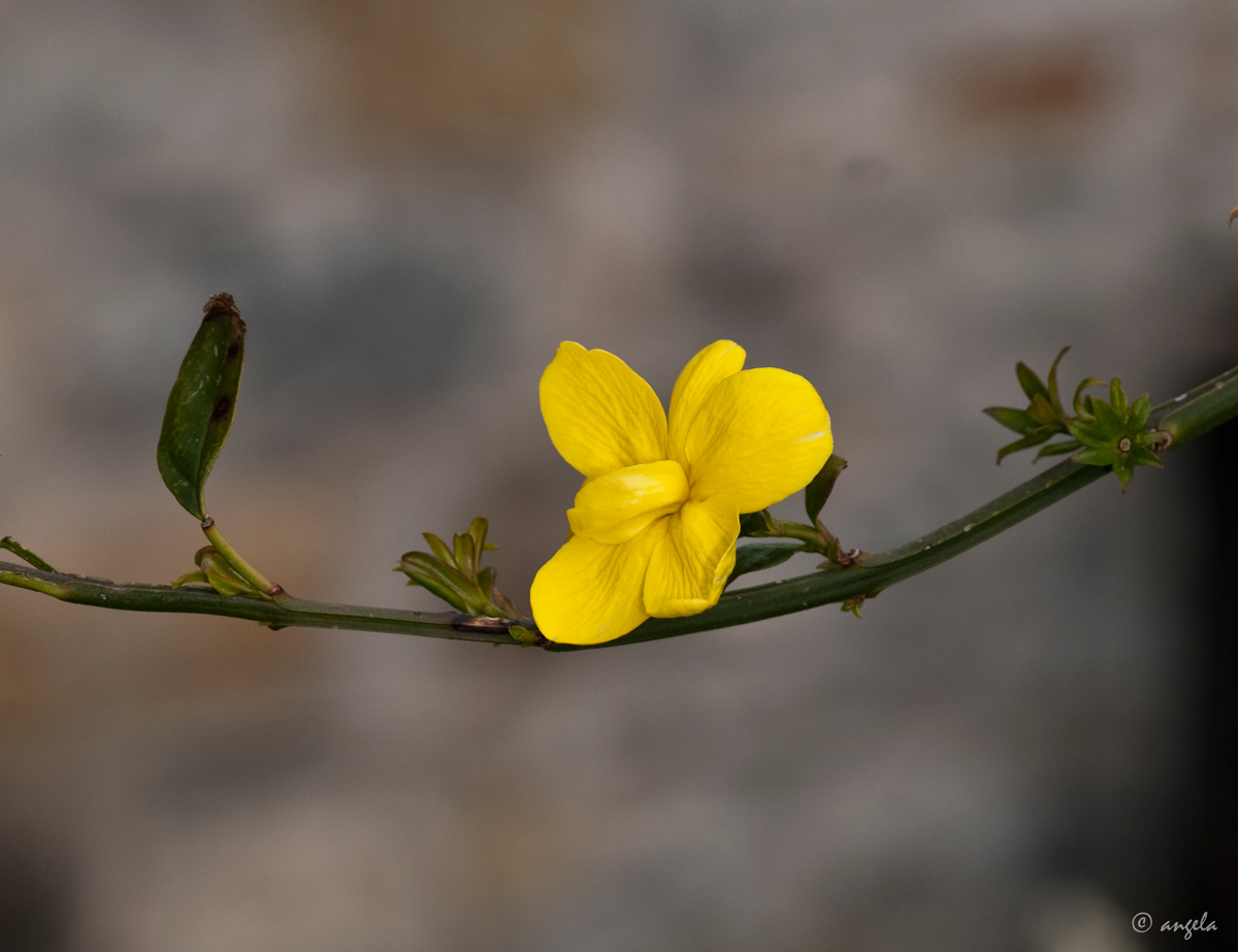 Jazmín de invierno (jasminum nudiflorum)