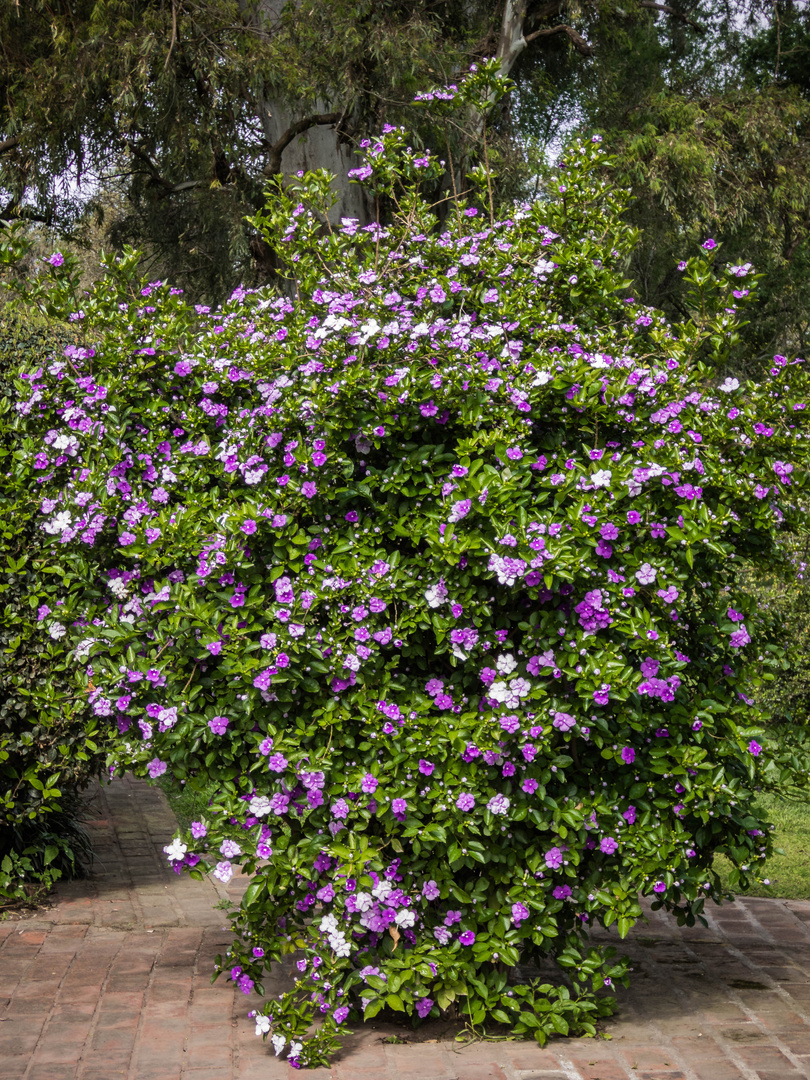 Jazmín del Paraguay (Brunfelsia calycina)