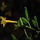 Jazmín silvestre (Jasminum fruticams)