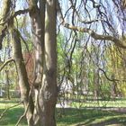 je älter desto verzweigter ... Baum im Kurpark Baden Baden