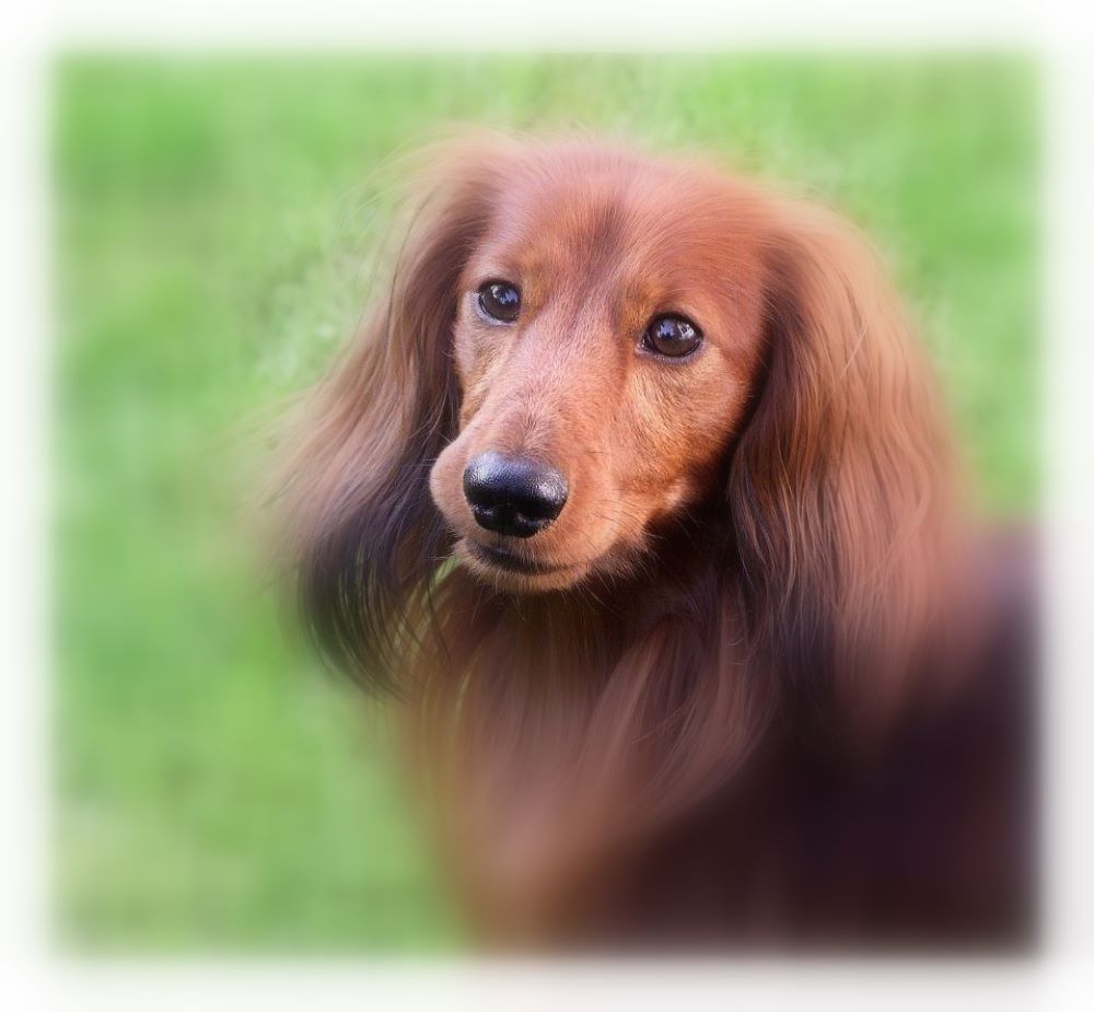"Je besser ich die Menschen kenne, desto mehr liebe ich die Hunde