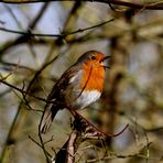 " Je chante ...."