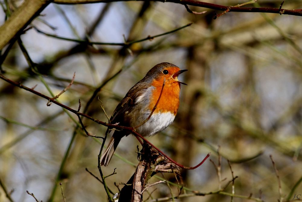 " Je chante ...."