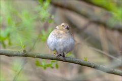 Je chante!!!Je chante soir et matin......!!!!