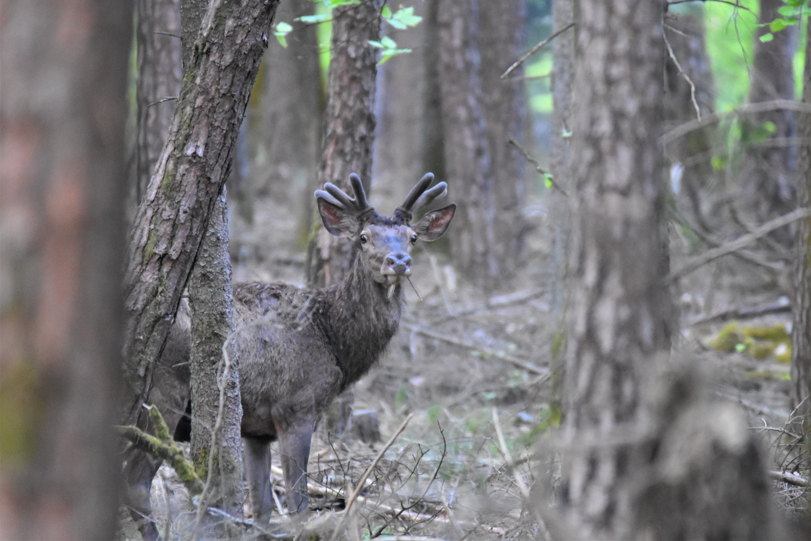 Je cherche ma biche...