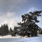 Je commence à rechauffer les arbres - Ich fange an den Bäumen einzuheizen