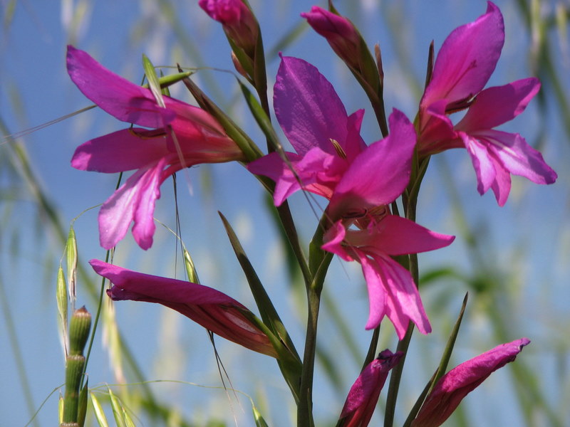 Je crois que c'est aussi une orchidée sauvage mais je n'en suis pas sure.