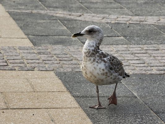 je crois que je suis perdu !