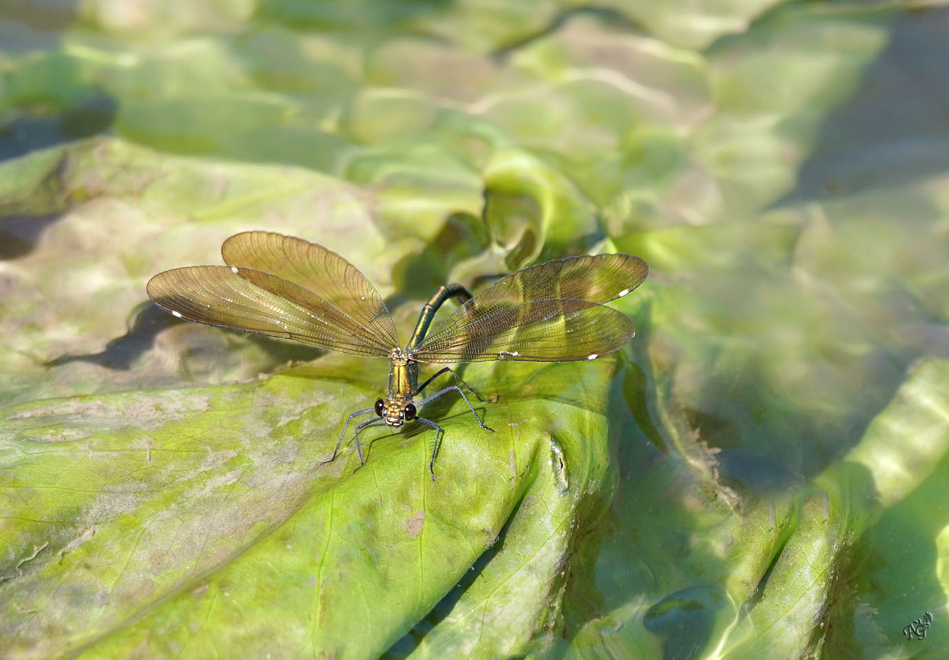 Je dépose mes oeufs dans la rivière .....