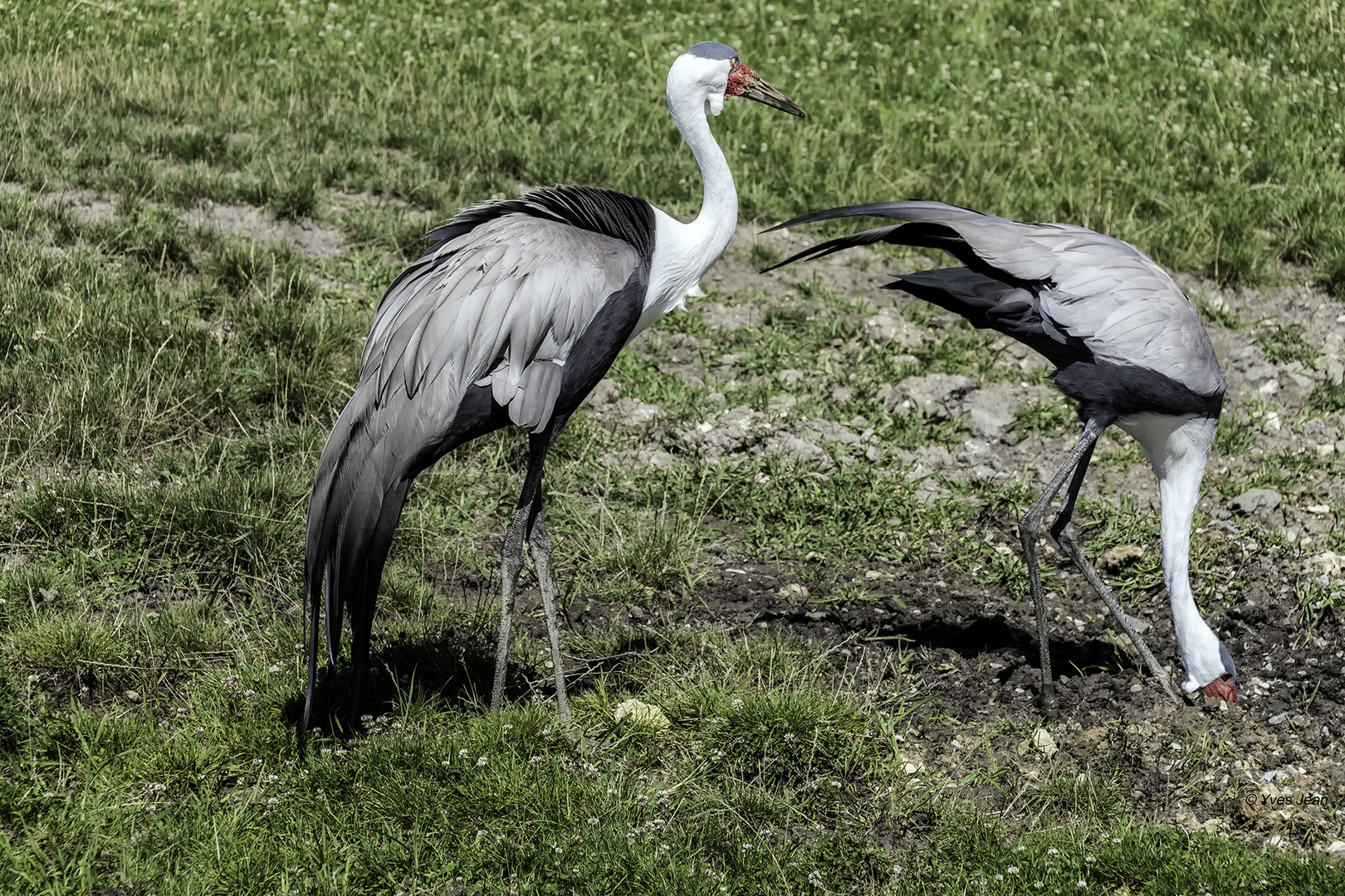 je fais l'autruche dit la cigogne à sa voisine