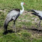 je fais l'autruche dit la cigogne à sa voisine