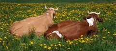 Je Frühling, desto satter die Farben