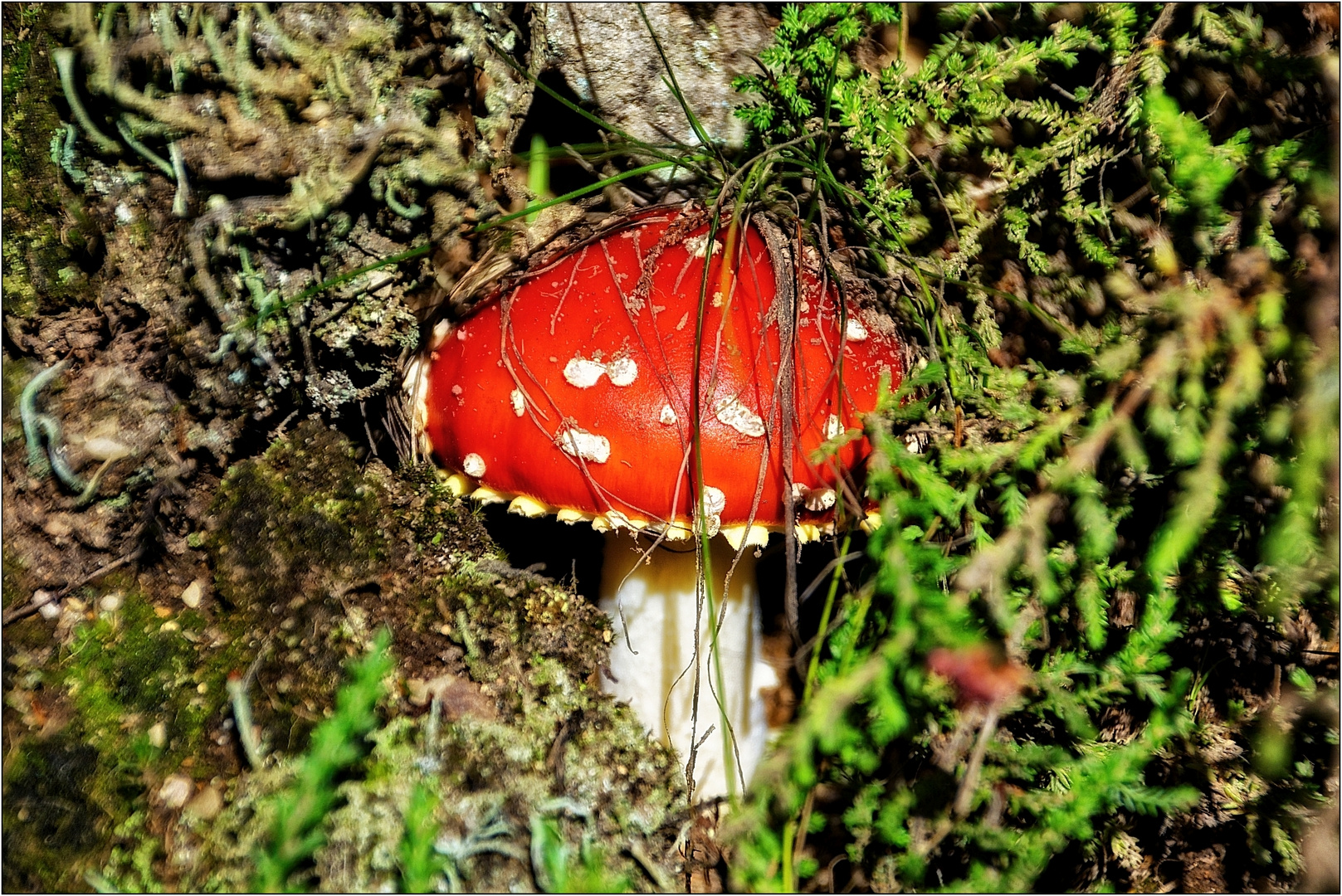 Je giftiger der Pilz, desto schöner die Kappe.