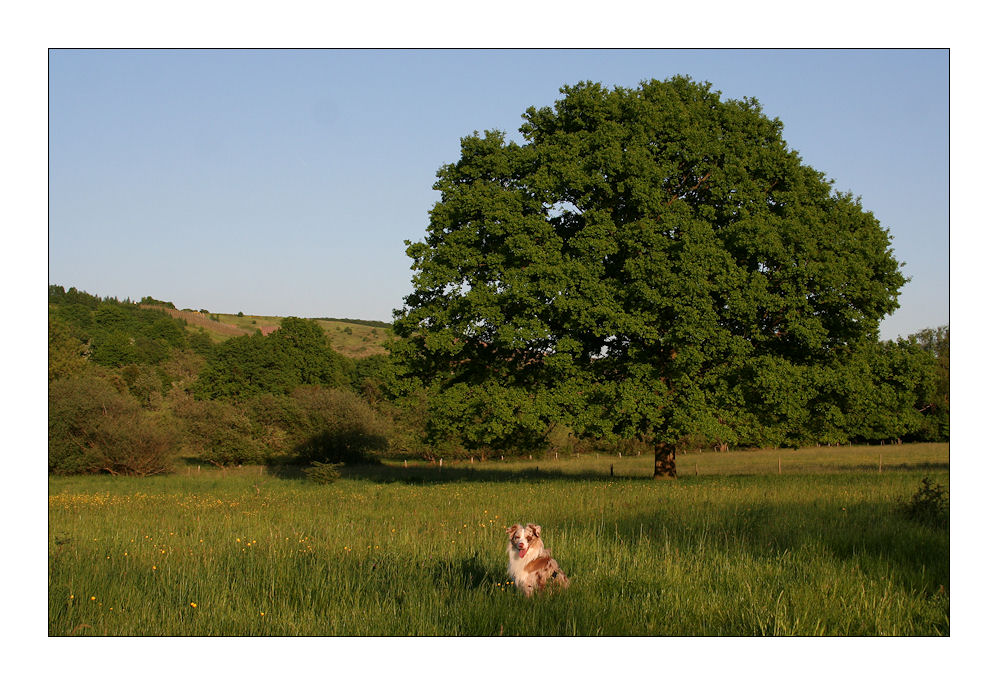 Je grösser der Baum ...