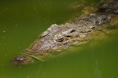 je grüner desto schwimmmmm....