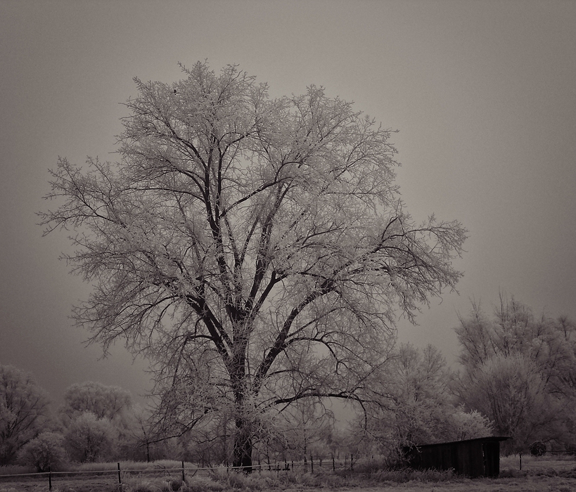 Je höher der Baum, ....