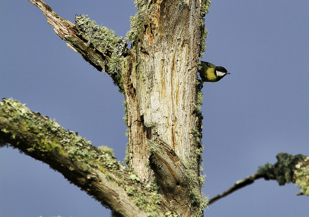 je joue à cache-cache !