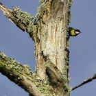 je joue à cache-cache !